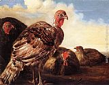 Aelbert Cuyp Canvas Paintings - Domestic Fowl
